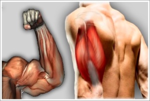 11 Melhores exercícios para seu treino de tríceps - Treino Mestre